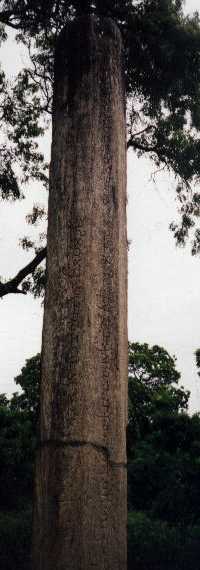 Akurugoda Stone Piller