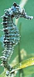 sea_horse